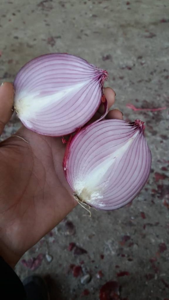 halved onion